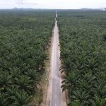 INDONESIA’S PALM OIL EXPORT BAN TO BE LIFTED ON MAY 23: JOKOWI